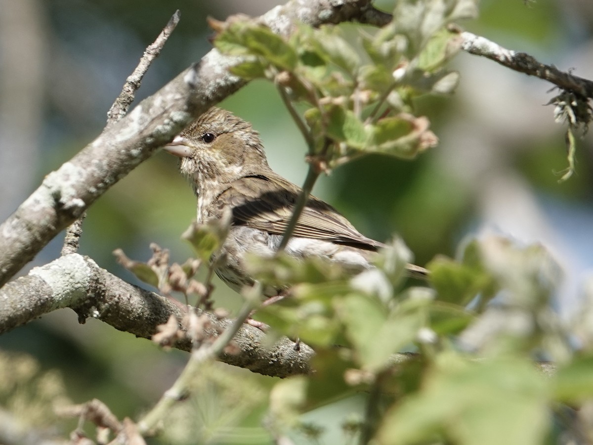 Purple Finch - ML457763451