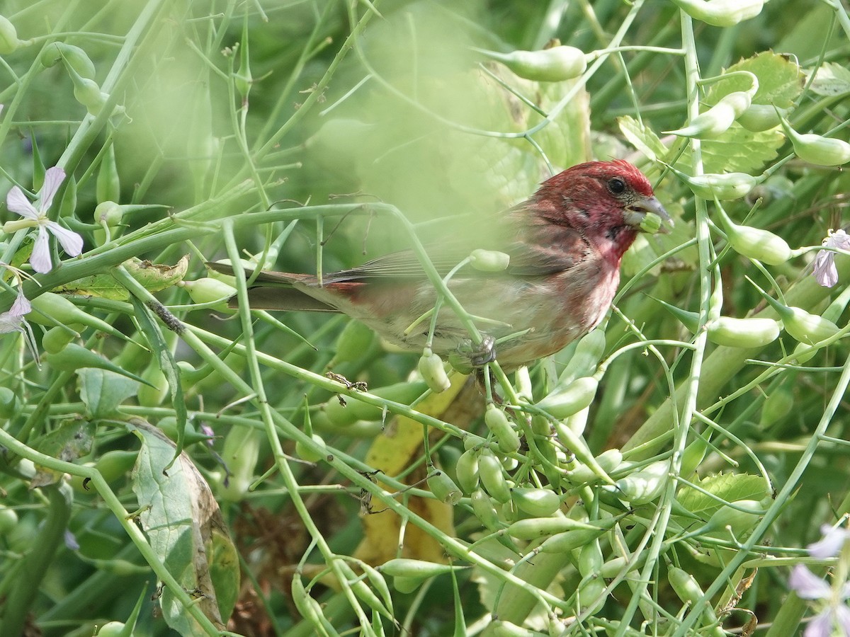 Purple Finch - ML457763461