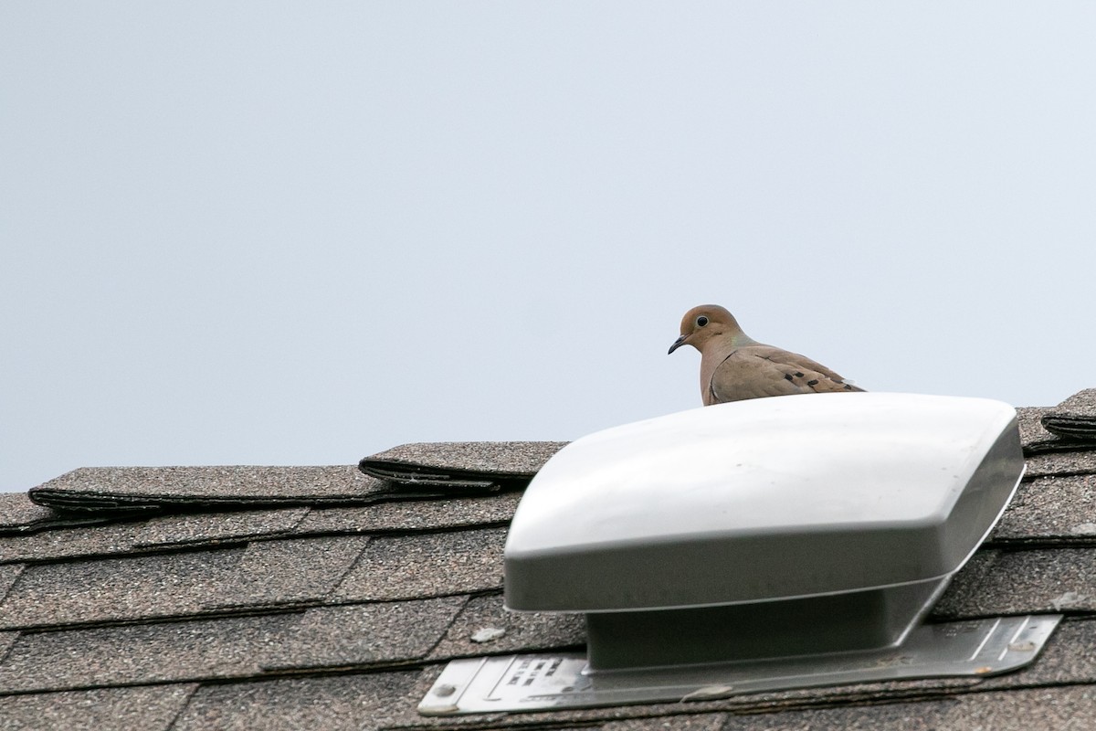 Mourning Dove - ML457763521