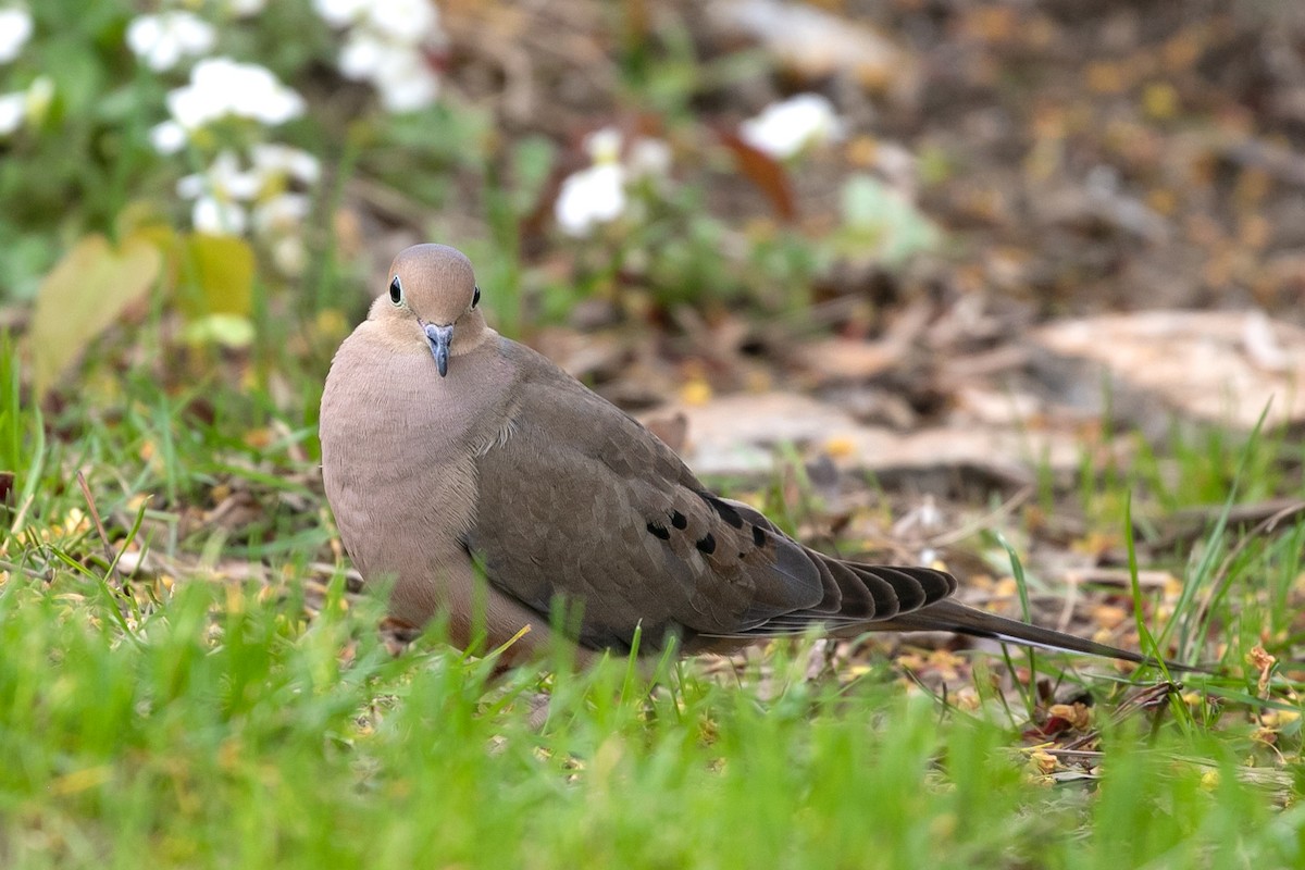 Mourning Dove - Aaron Roberge