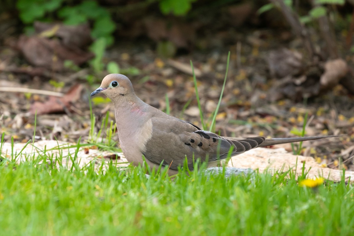 Mourning Dove - ML457763561