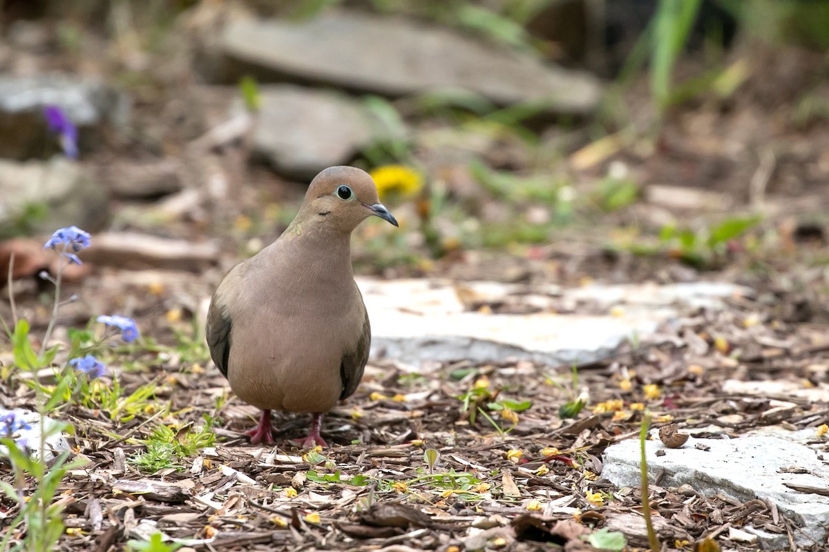 Mourning Dove - Aaron Roberge