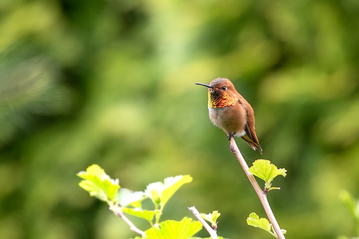 Rufous Hummingbird - ML457763611