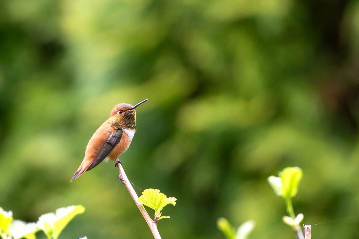 Rufous Hummingbird - ML457763621