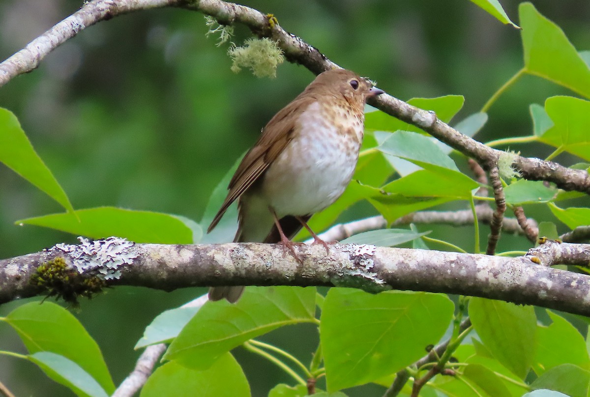 Swainson's Thrush - ML457763911