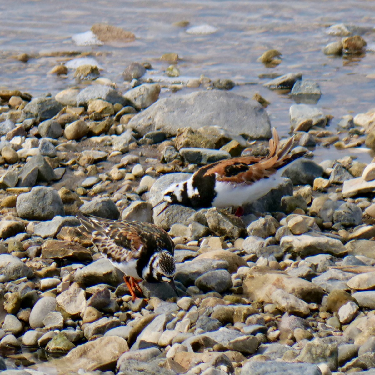 Ruddy Turnstone - ML457765781