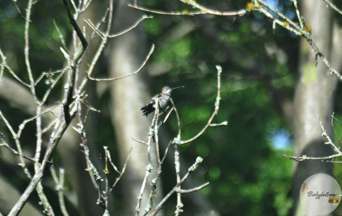 ub. kolibri (Trochilidae sp.) - ML457766111