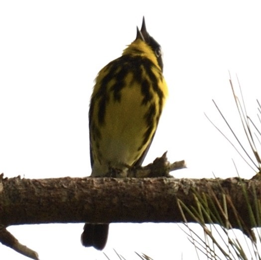 Magnolia Warbler - ML457766251