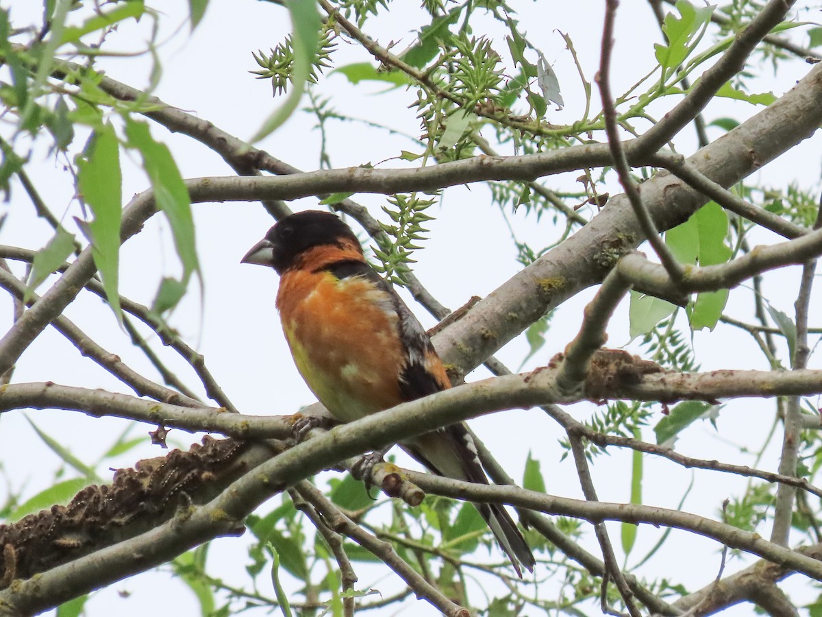 Black-headed Grosbeak - ML457767211