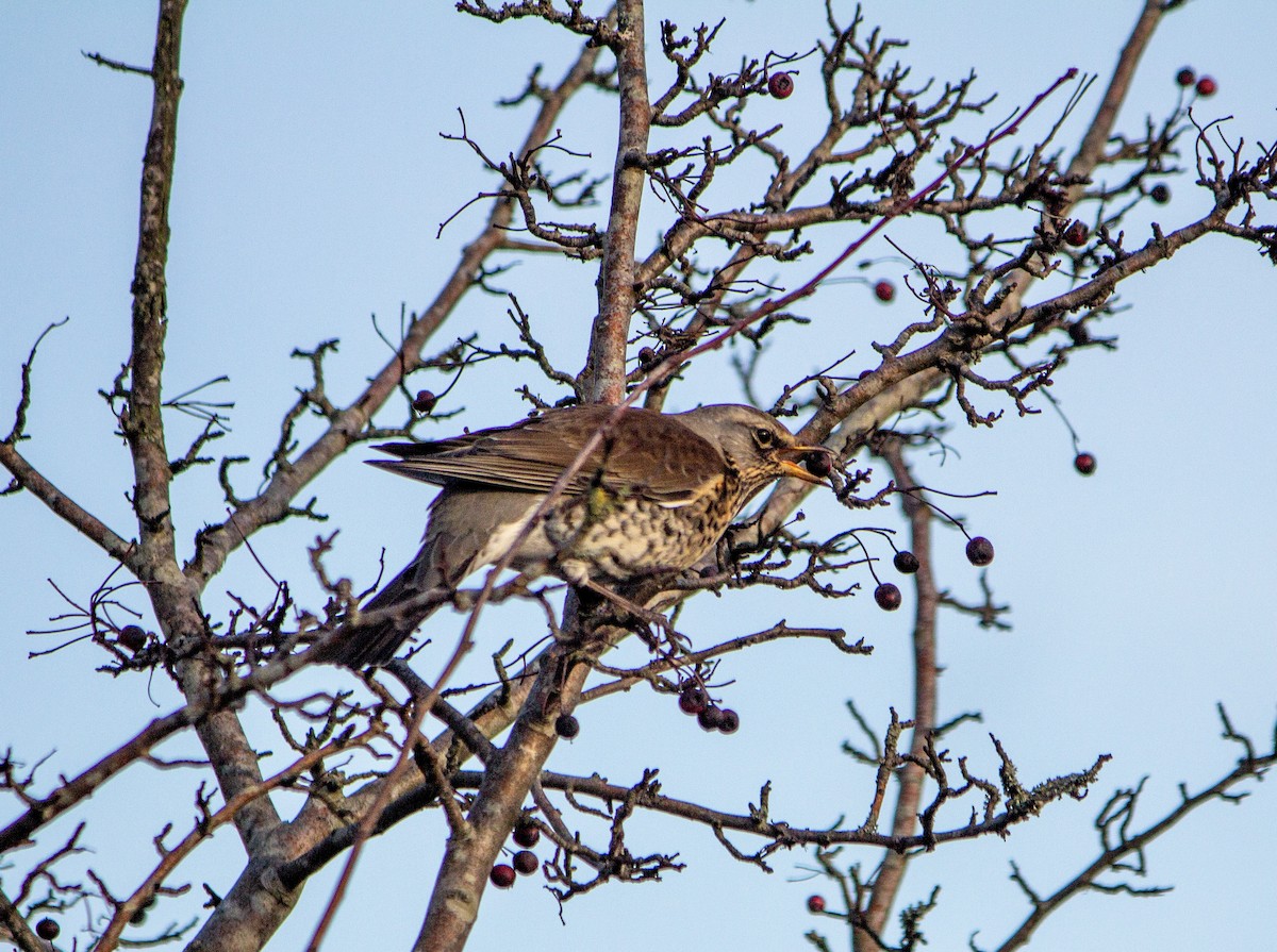 Fieldfare - ML457767251