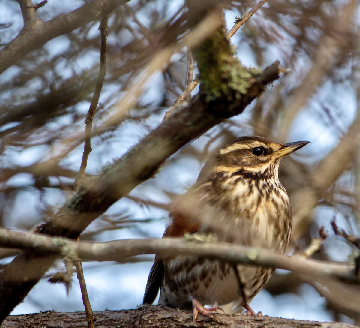 Redwing - ML457768001