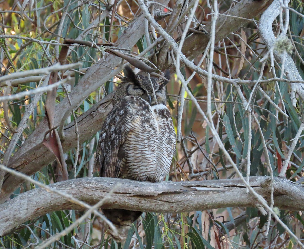 Great Horned Owl - ML457768471