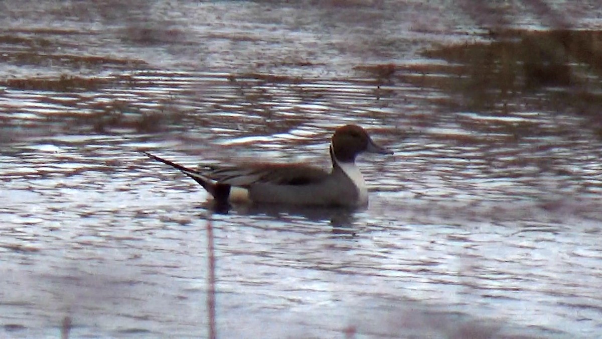 Northern Pintail - ML45776931