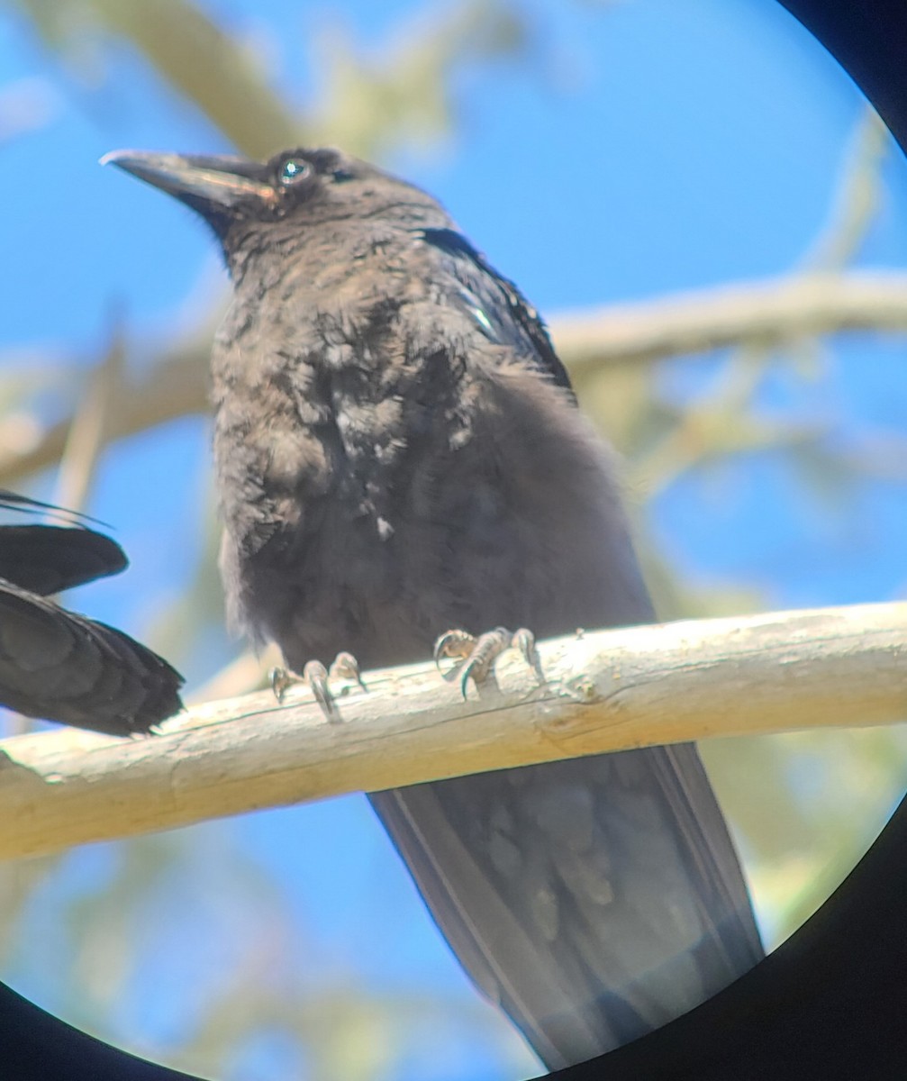 Common Raven - ML457769741