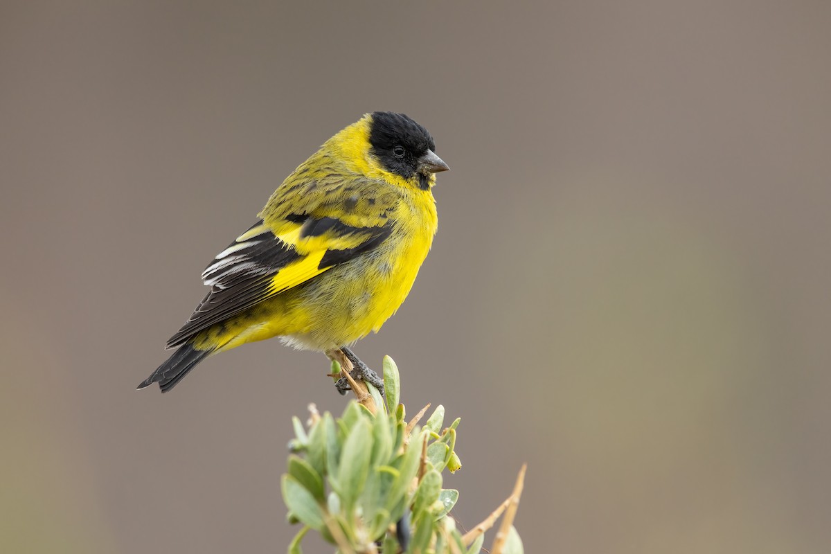 Hooded Siskin - Dorian Anderson