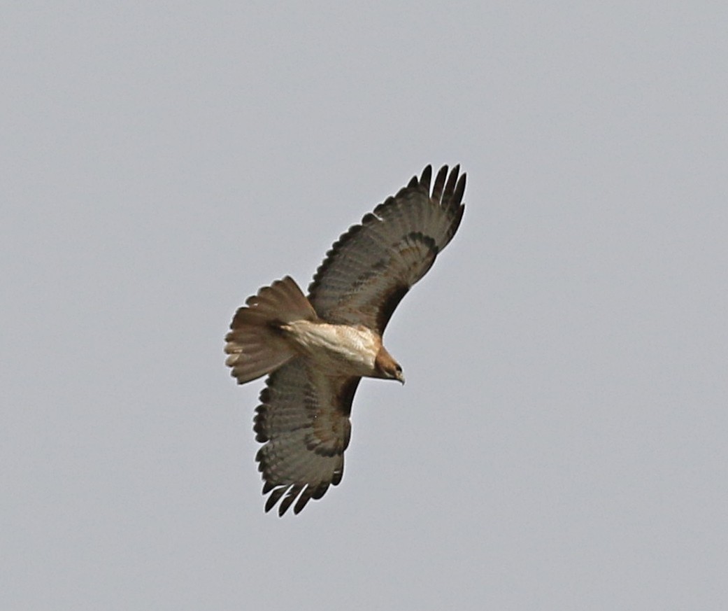 Red-tailed Hawk - ML457771001