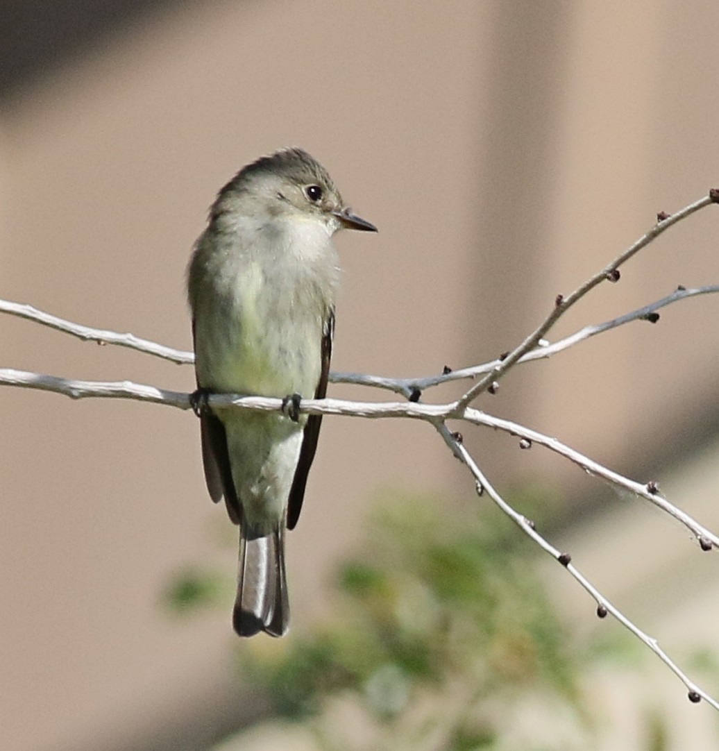 Western Wood-Pewee - ML457771061