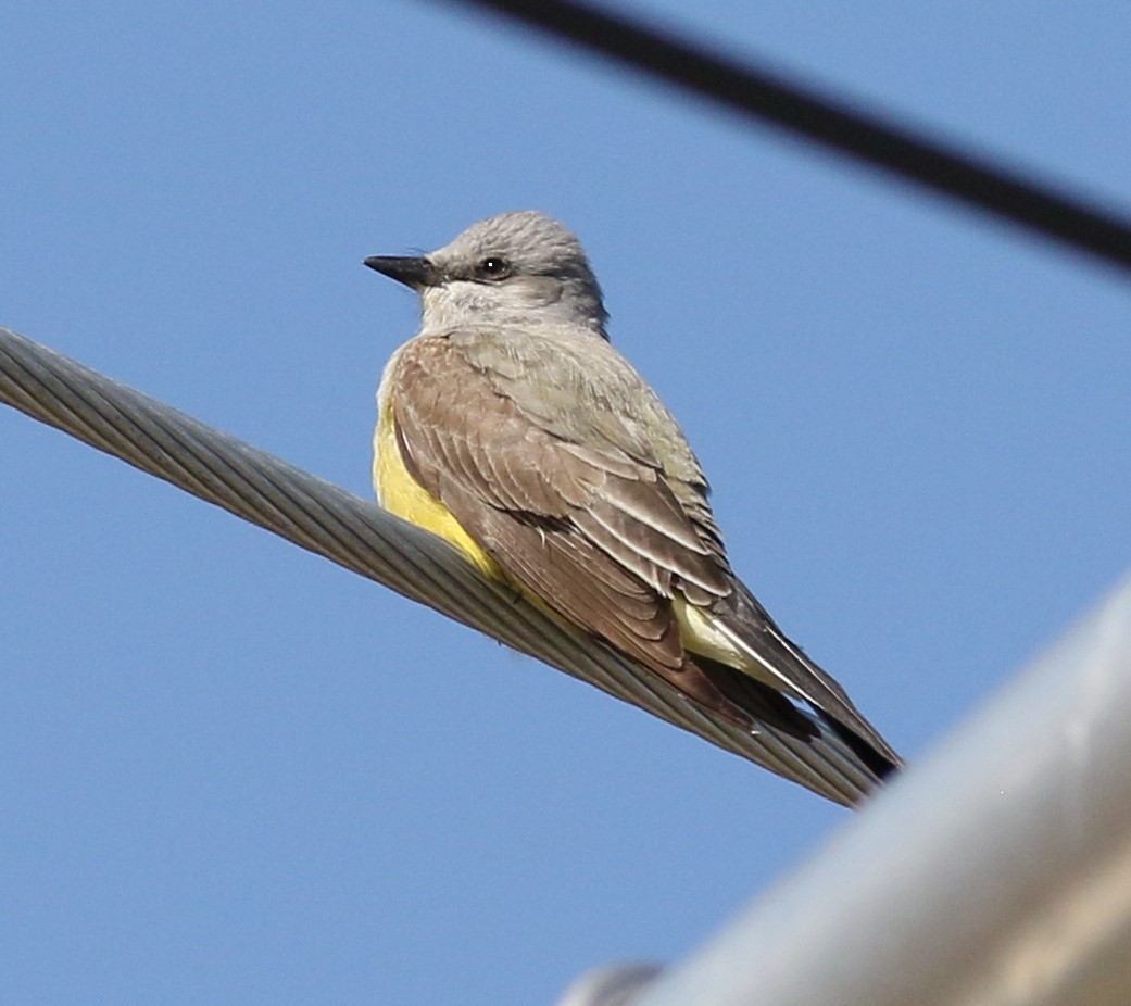 Western Kingbird - ML457771131