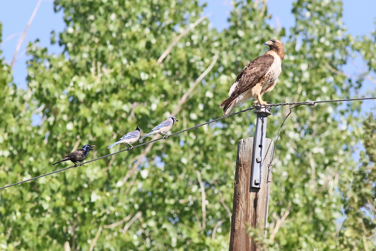 Red-tailed Hawk - ML457771381