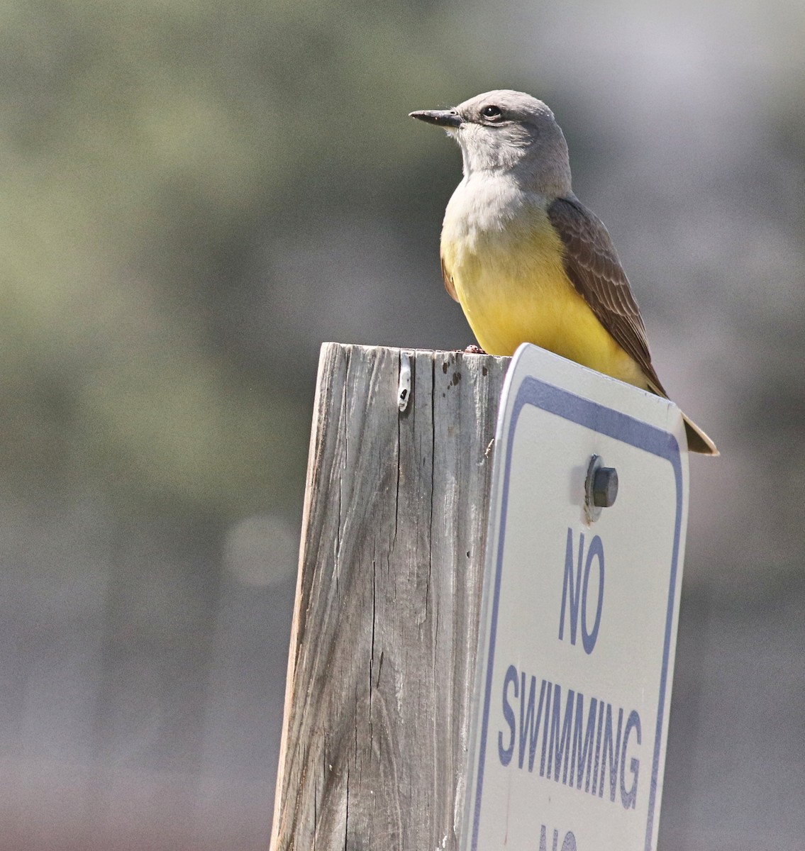 Western Kingbird - ML457771401