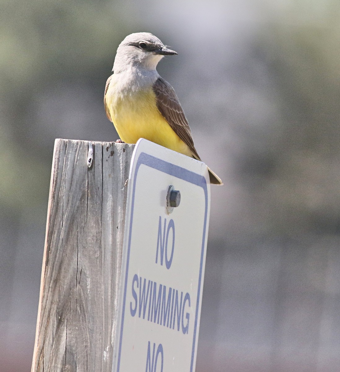 Western Kingbird - ML457771591