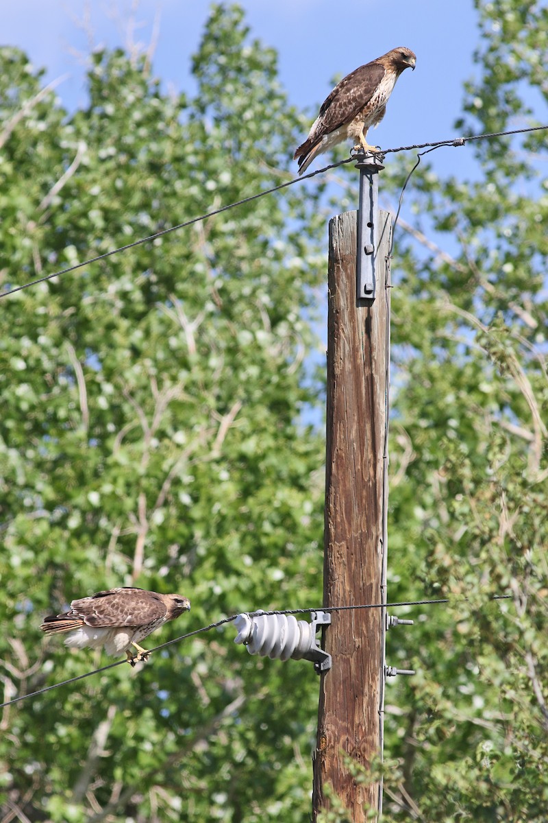 Red-tailed Hawk - Lorraine Lanning