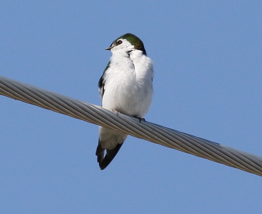 Hirondelle à face blanche - ML457771651