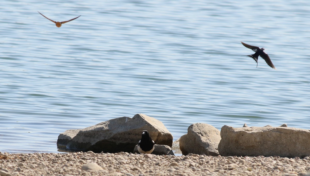 Black-billed Magpie - ML457771661