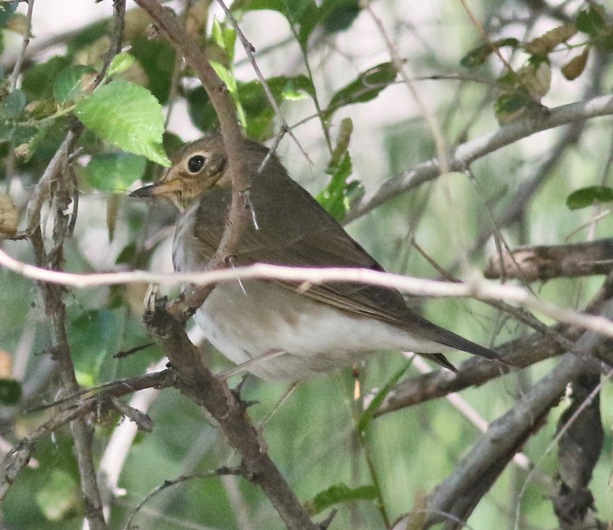 Swainson's Thrush - ML457771771