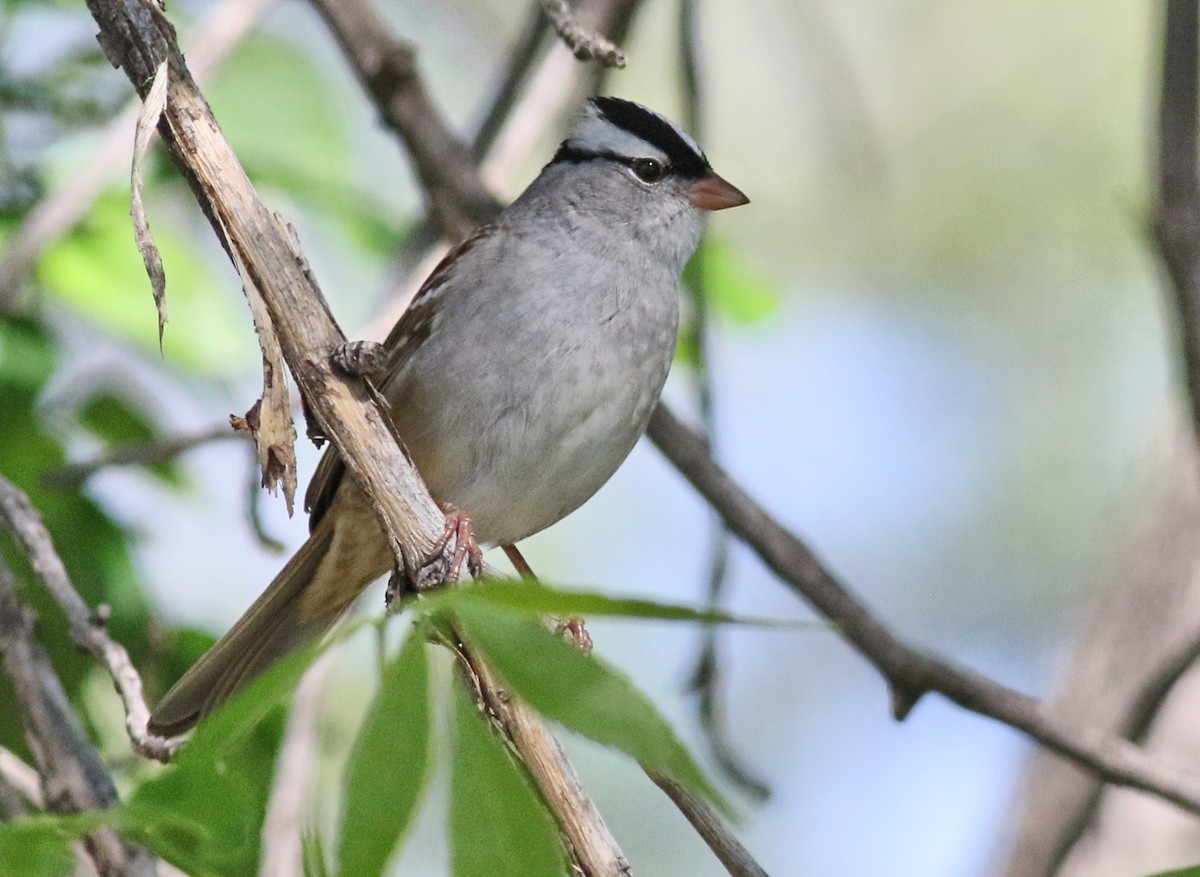 White-crowned Sparrow - ML457771821