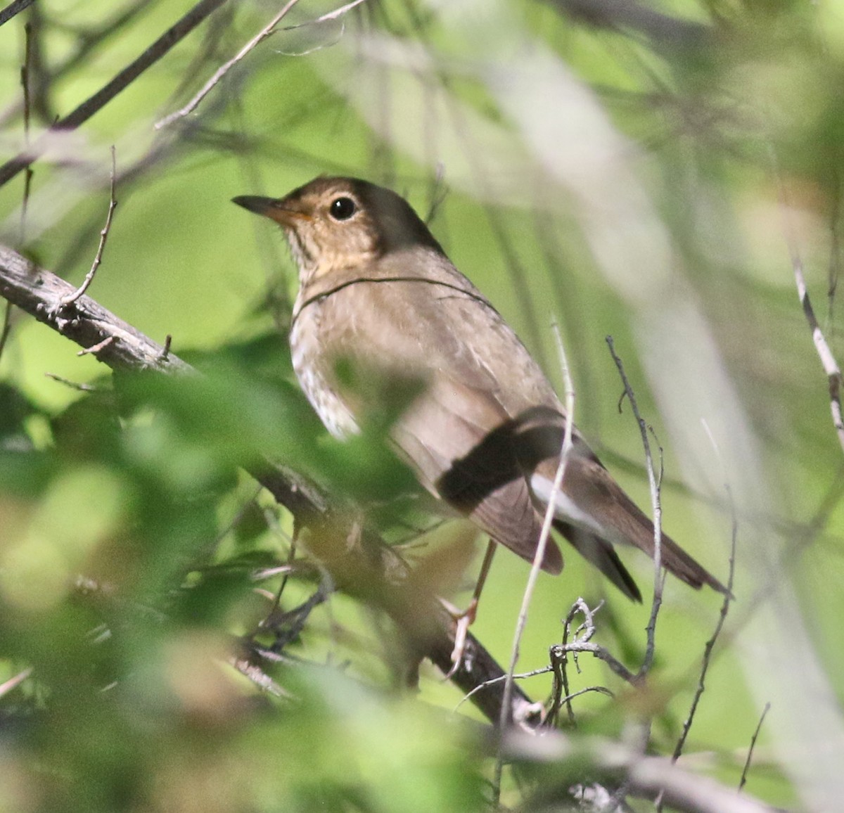 Swainson's Thrush - ML457771841