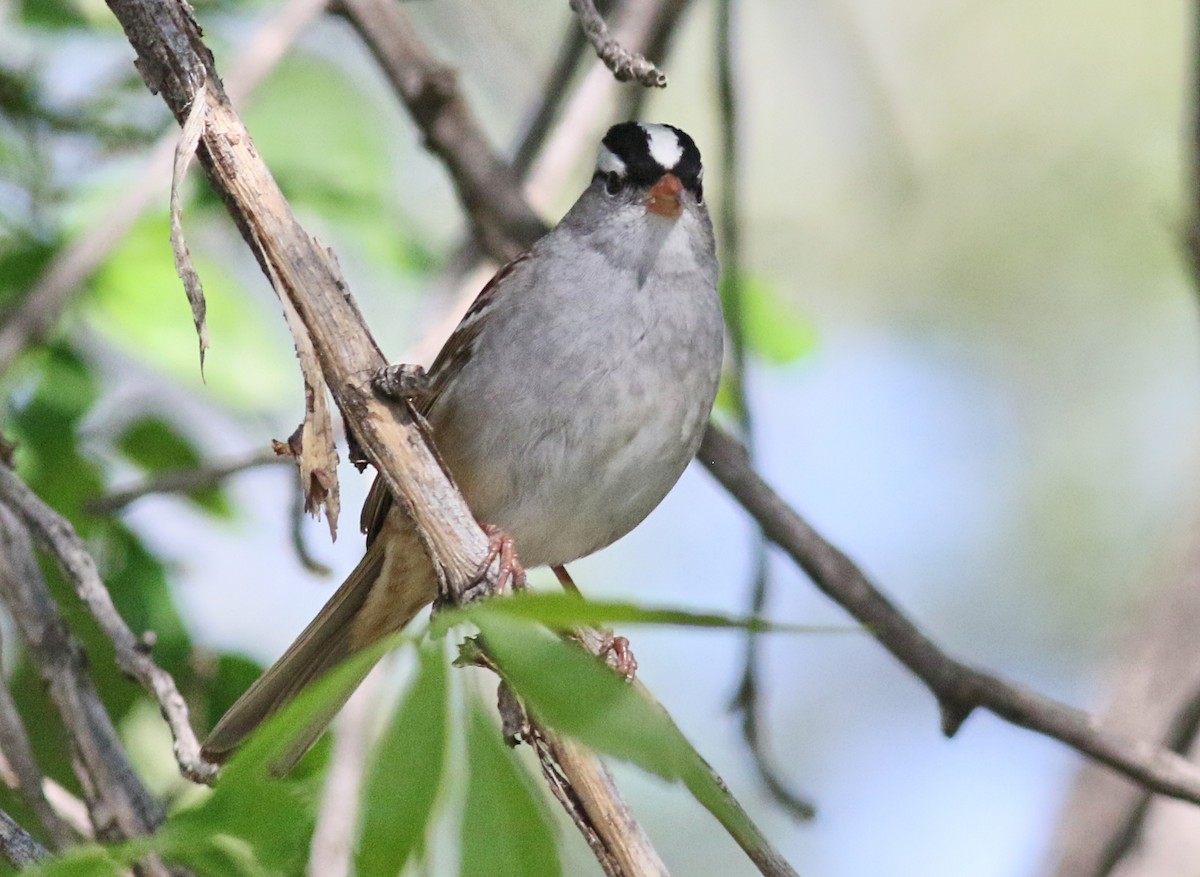 White-crowned Sparrow - ML457771861