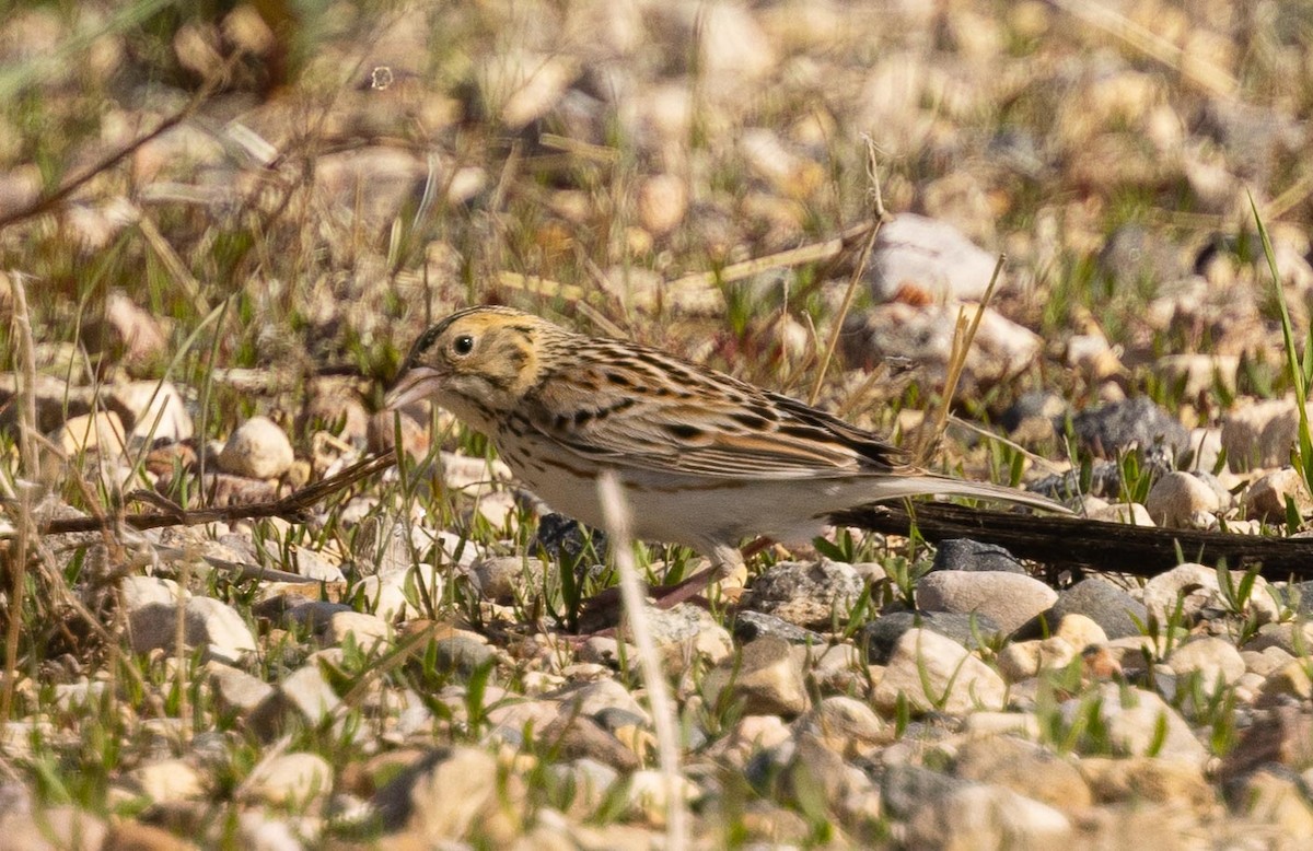 Baird's Sparrow - ML457773101
