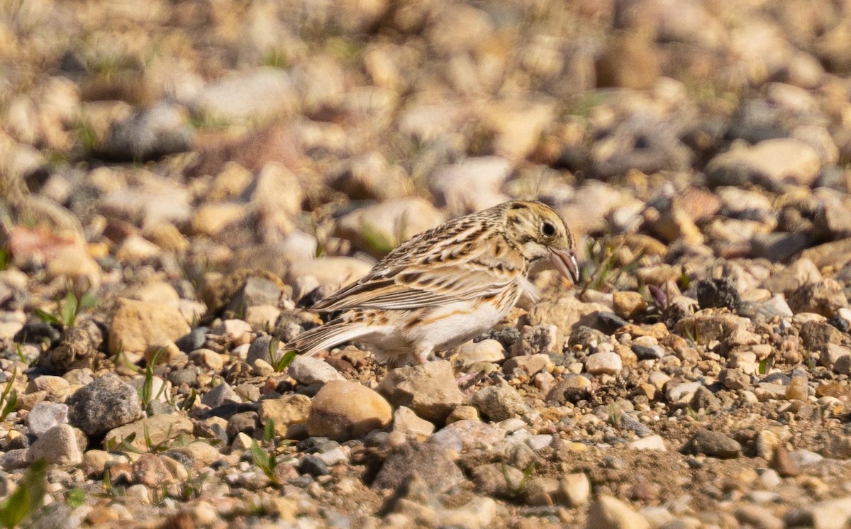 Baird's Sparrow - ML457773111