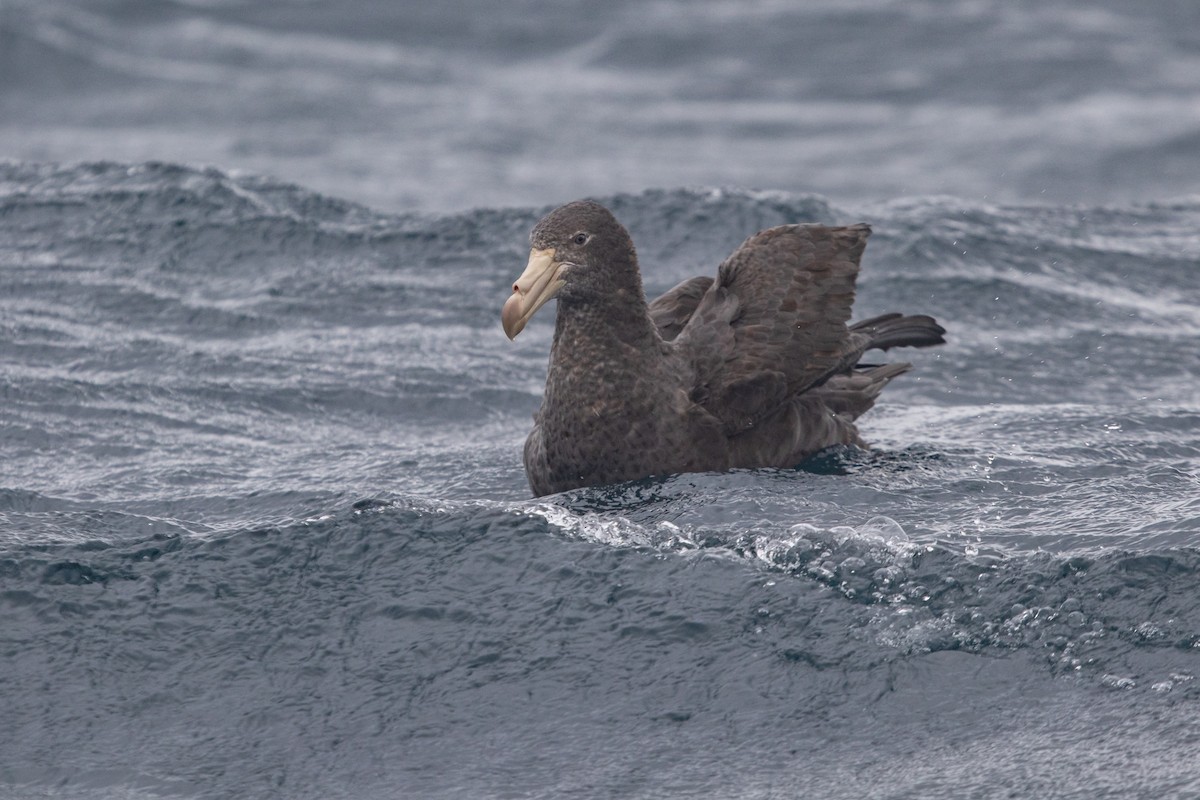Northern Giant-Petrel - ML457773251