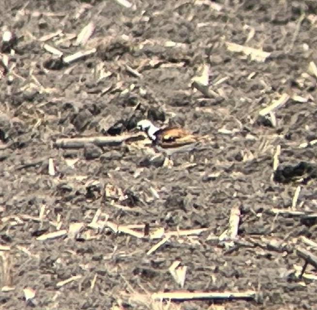 Ruddy Turnstone - ML457774471