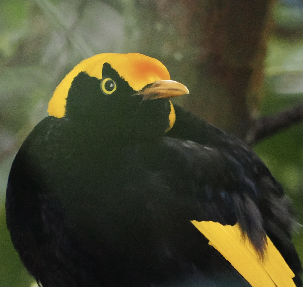 Regent Bowerbird - ML457774801
