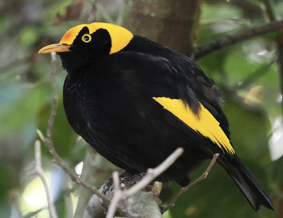 Regent Bowerbird - ML457774851