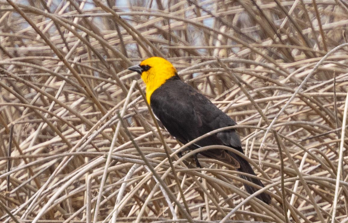 Yellow-headed Blackbird - ML457774901