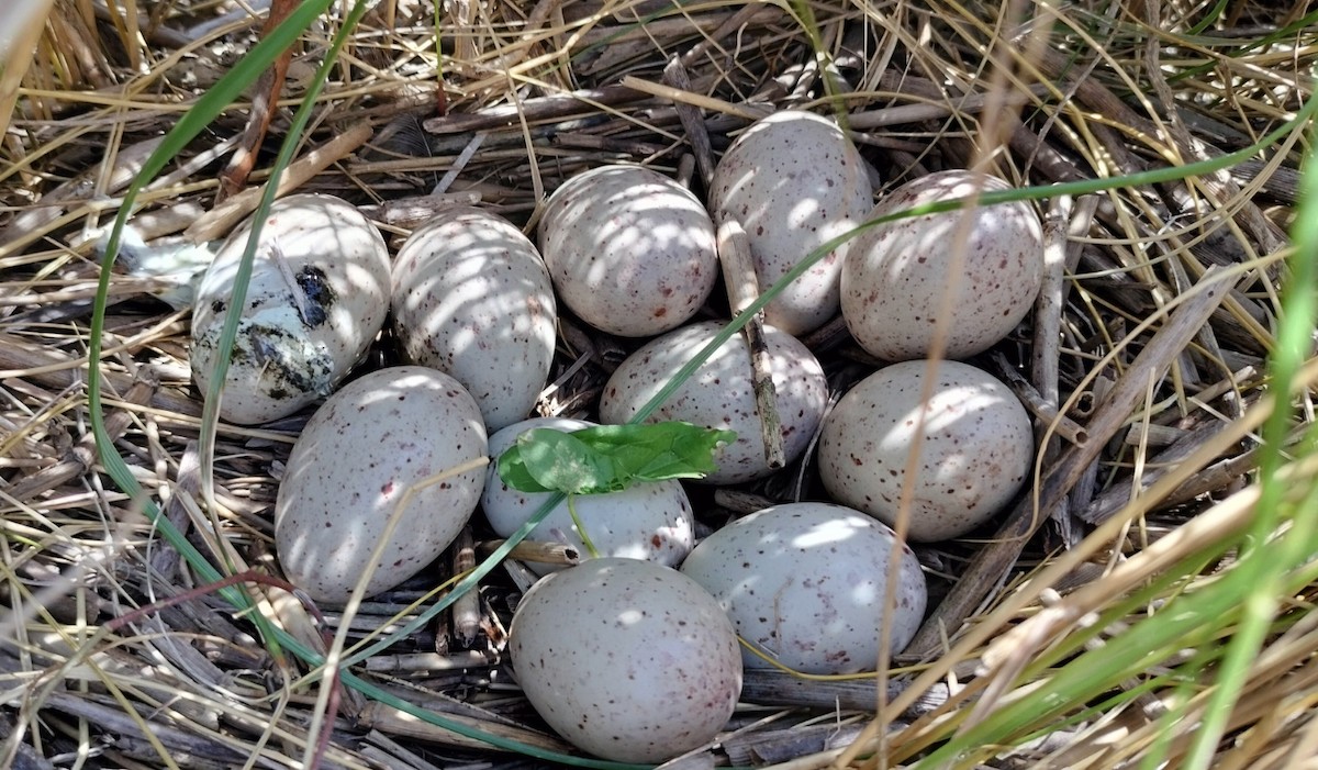 Clapper Rail (Atlantic Coast) - mario balitbit
