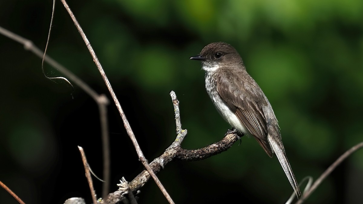 Eastern Phoebe - Mark Cloutier