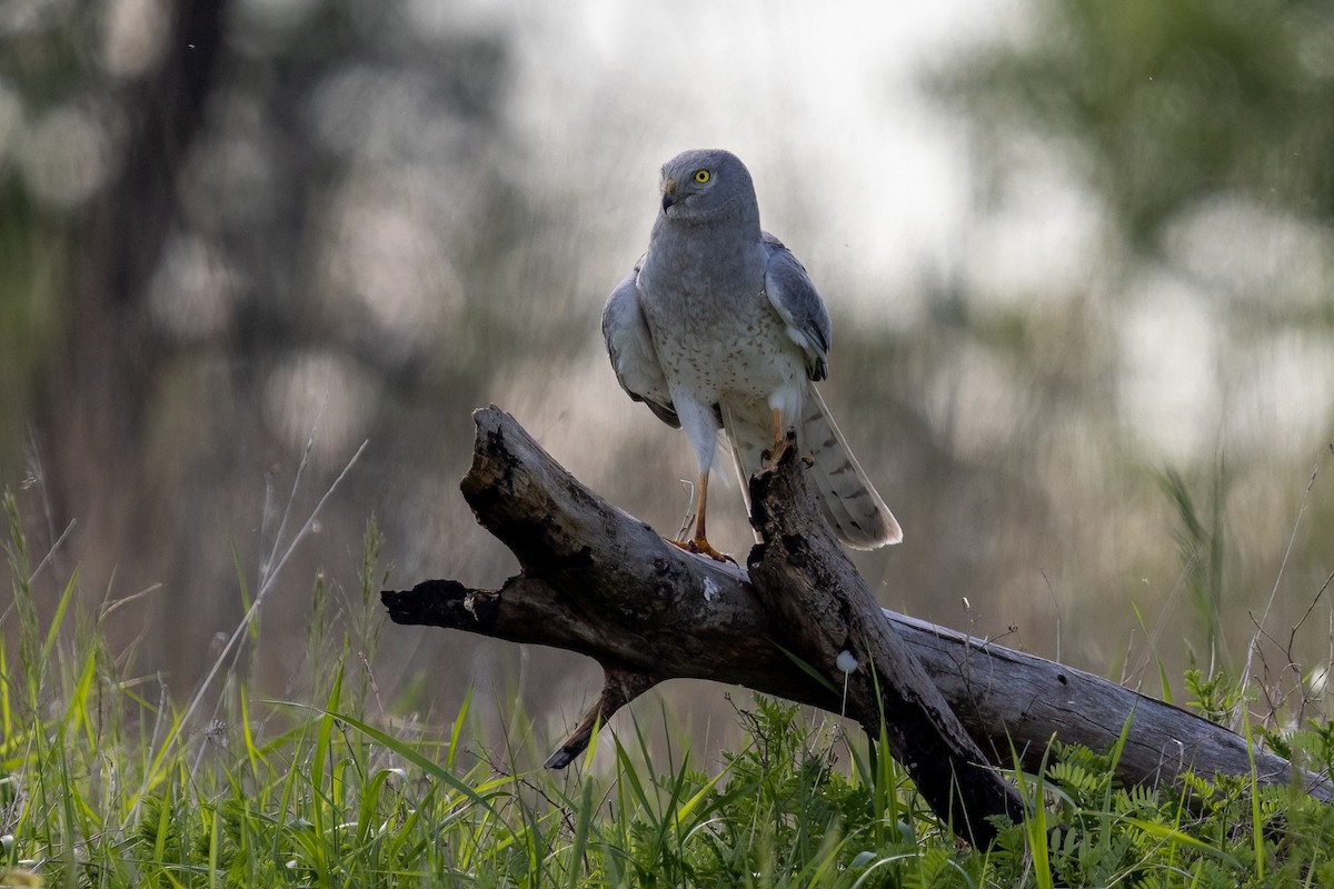 Northern Harrier - Michelle Helin