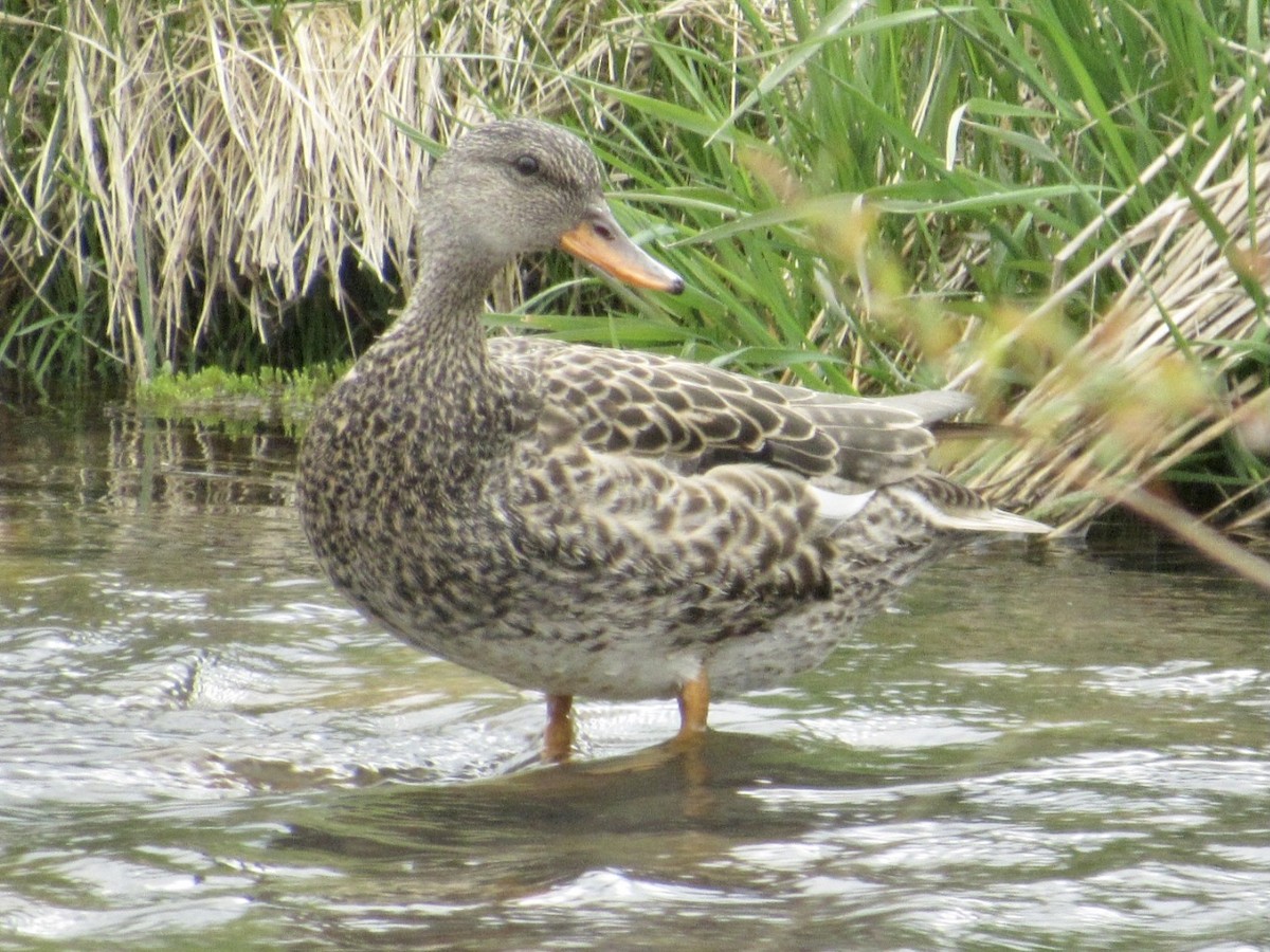 Gadwall - ML457778501