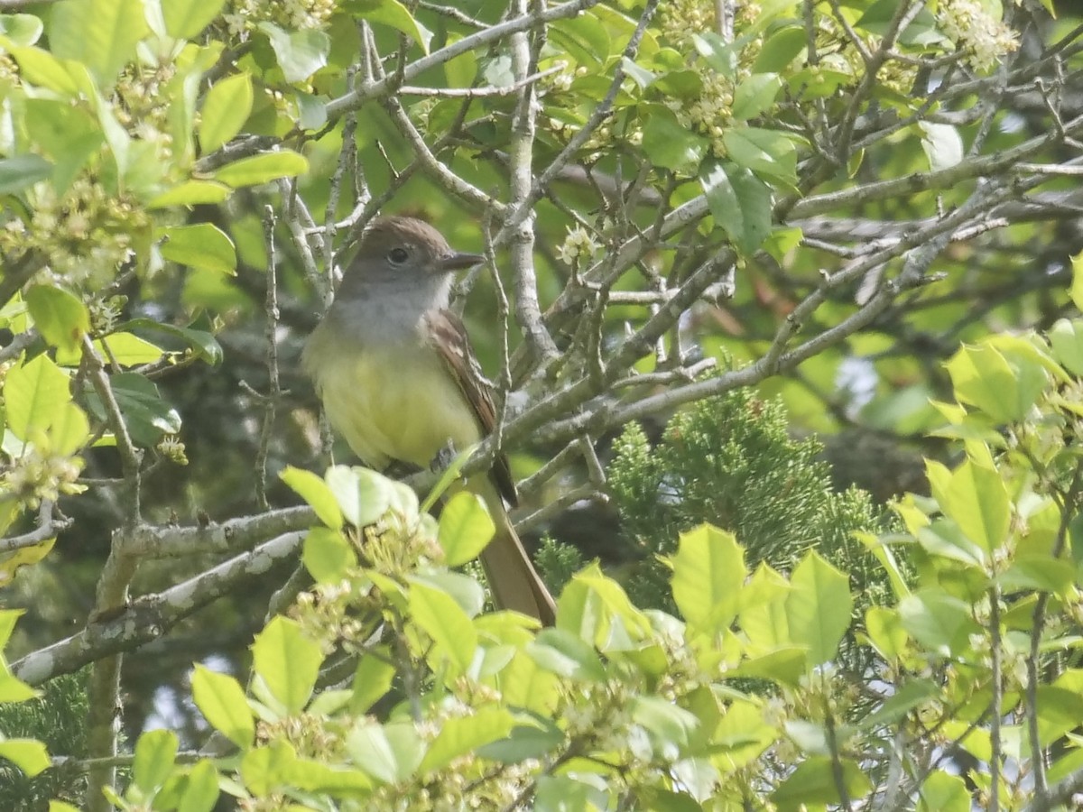 Great Crested Flycatcher - ML457780081