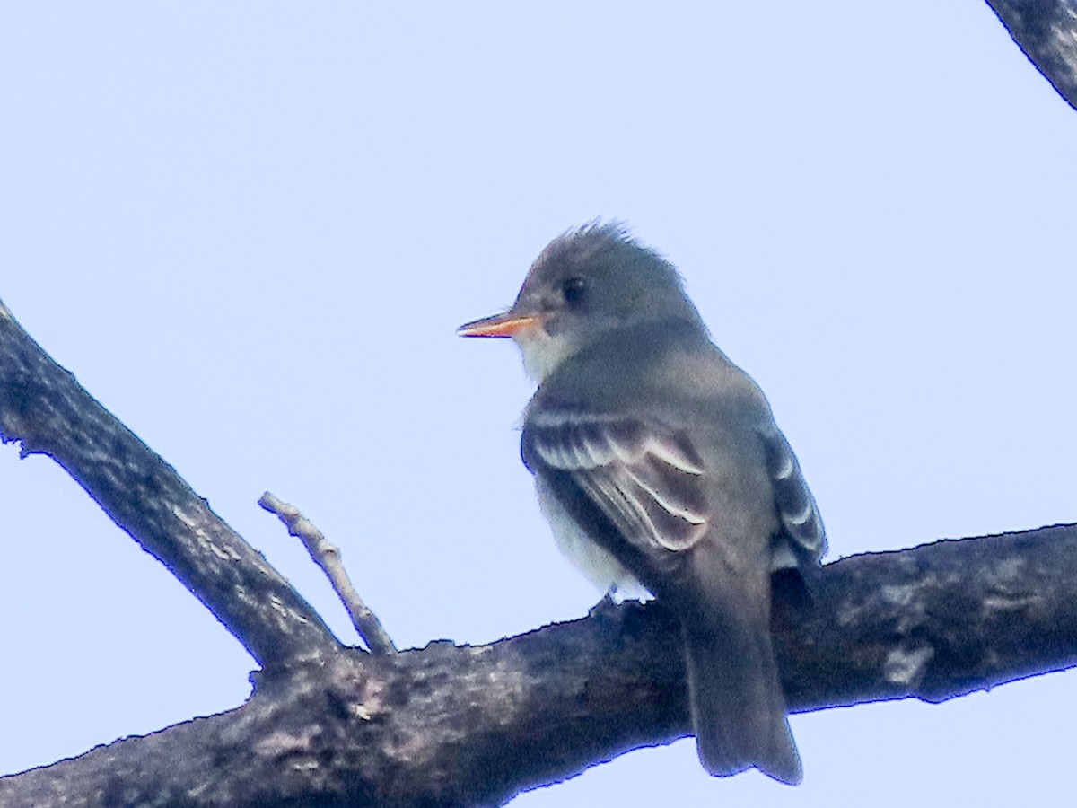 Eastern Wood-Pewee - ML457780201