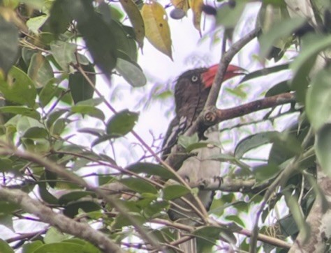 Red-billed Dwarf Hornbill - ML457780861