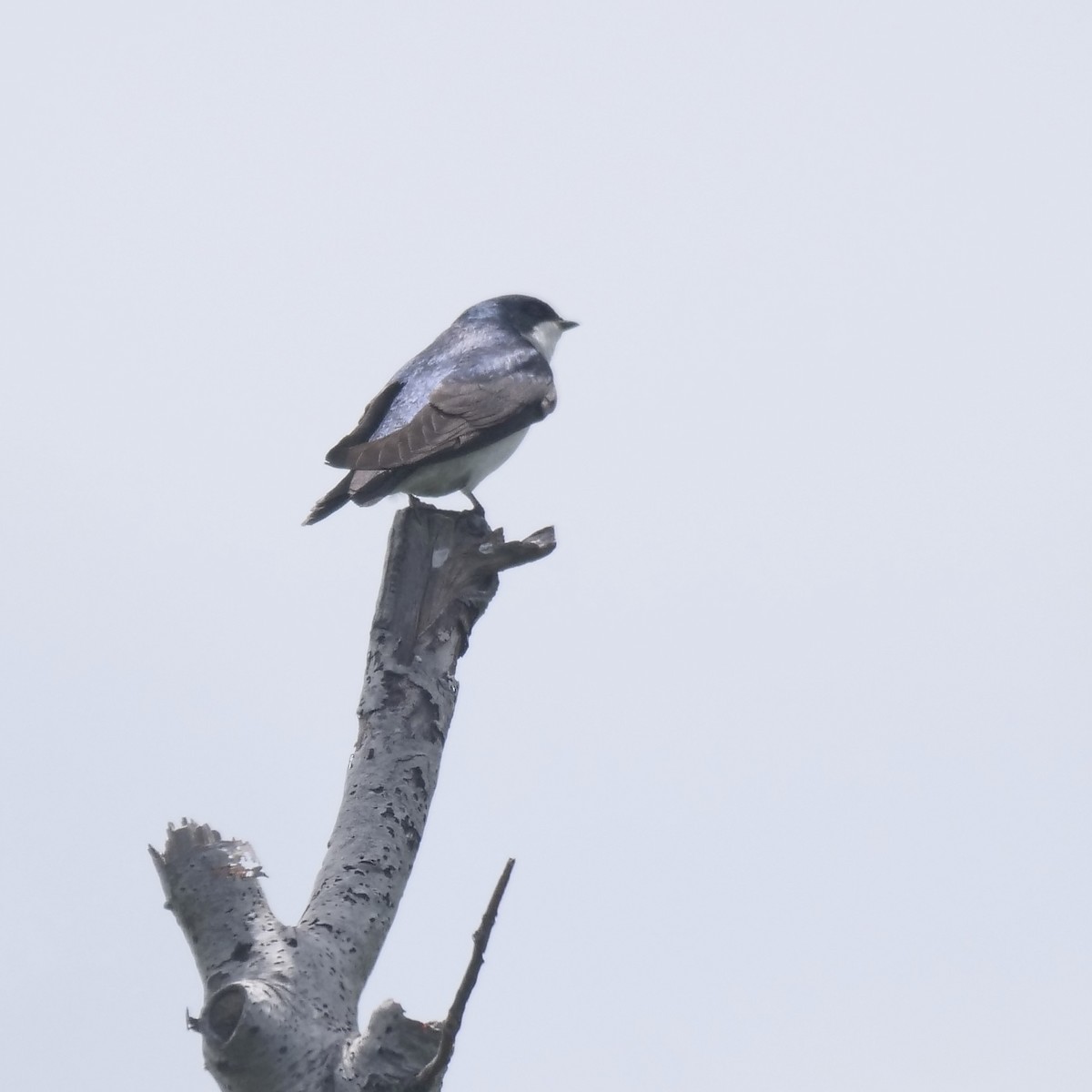 Tree Swallow - ML457780901