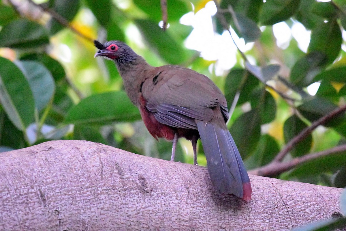 Rufous-bellied Chachalaca - ML45778141