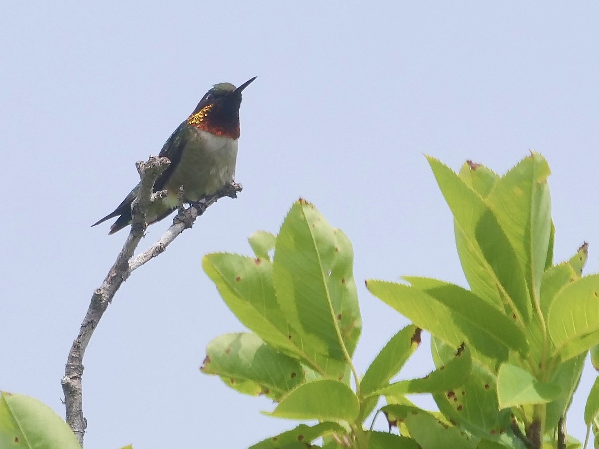 Ruby-throated Hummingbird - ML457781501