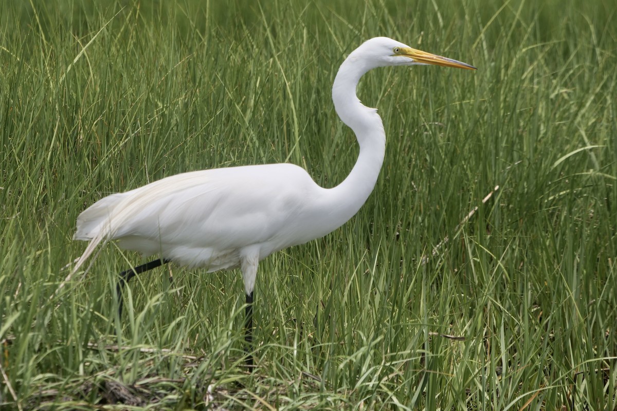 Great Egret - ML457781661